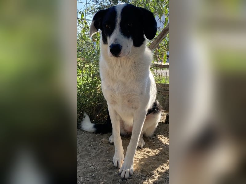Neville, geb. ca. 03/2019, lebt in GRIECHENLAND, im städt. Tierheim Serres