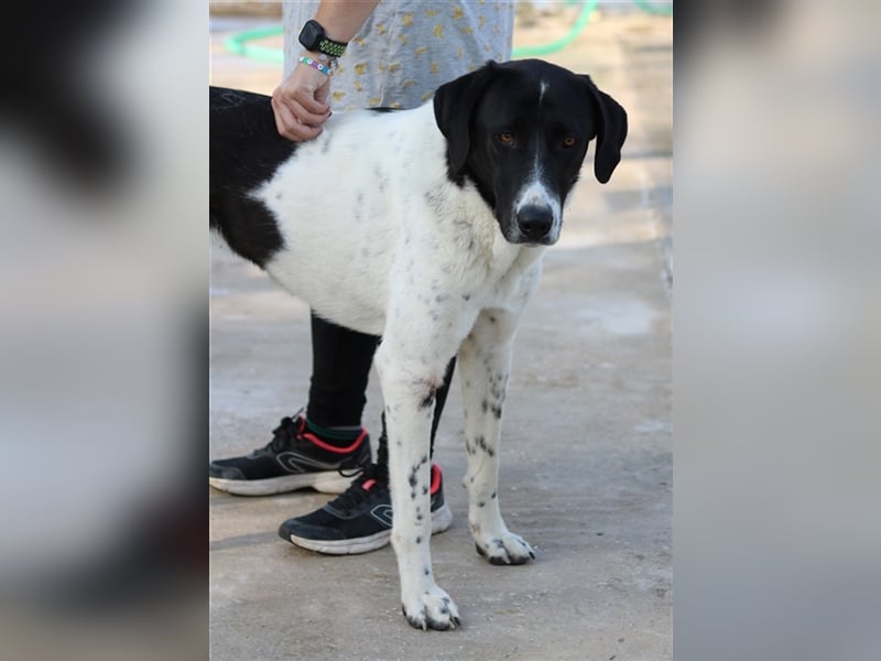Adella, geb. ca. 01/2023, lebt in GRIECHENLAND, im städt. Tierheim Serres