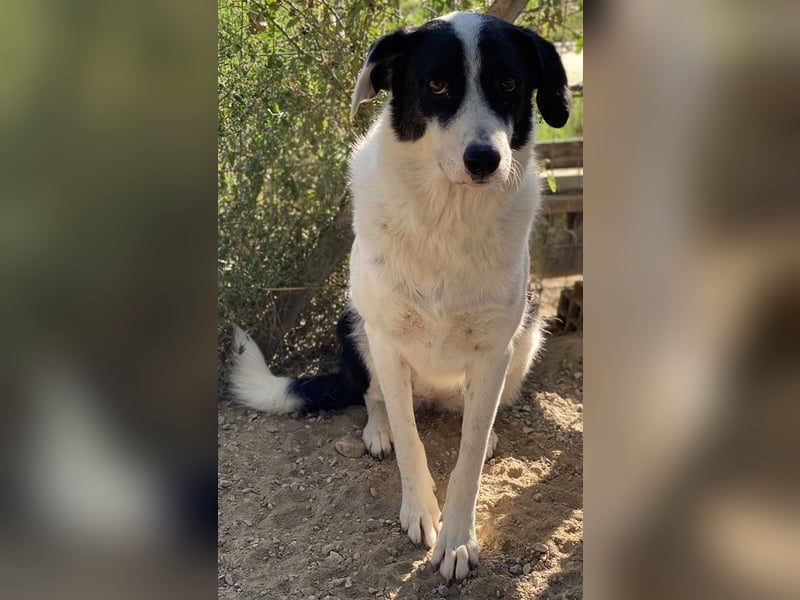 Neville, geb. ca. 03/2019, lebt in GRIECHENLAND, im städt. Tierheim Serres
