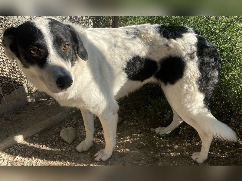 Neville, geb. ca. 03/2019, lebt in GRIECHENLAND, im städt. Tierheim Serres