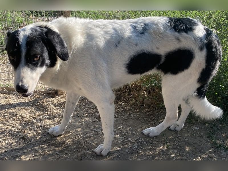 Neville, geb. ca. 03/2019, lebt in GRIECHENLAND, im städt. Tierheim Serres