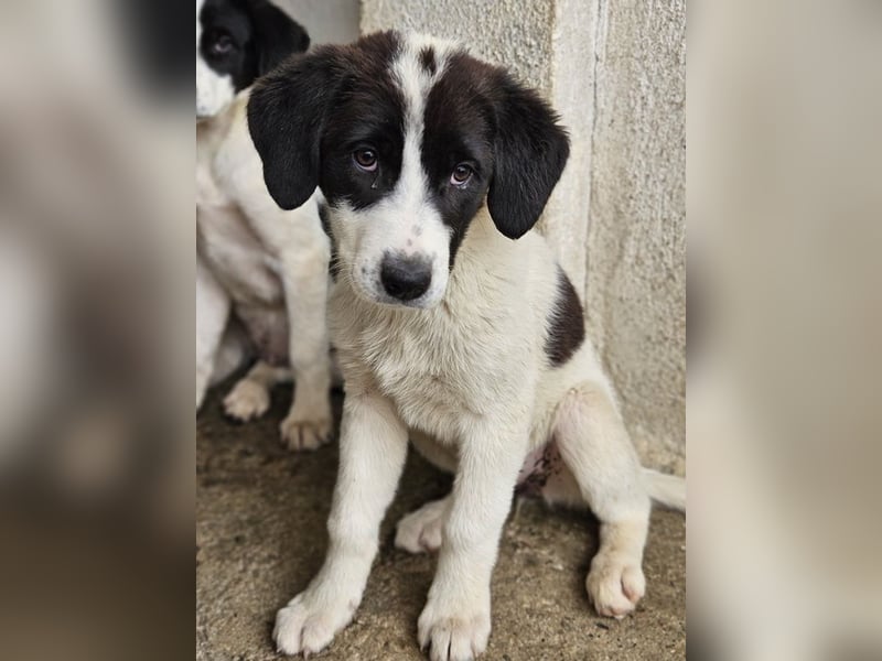 Zenzi, geb. ca. 01/2025, lebt in GRIECHENLAND, im städt. Tierheim Serres