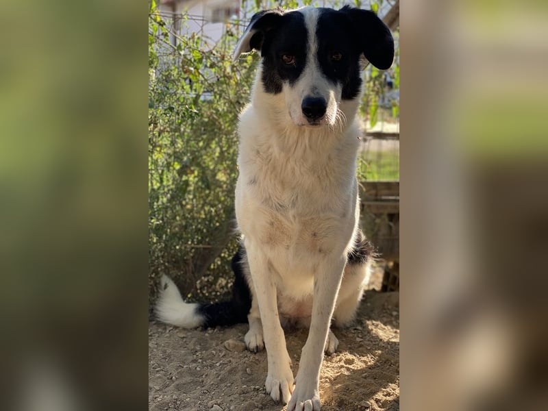Neville, geb. ca. 03/2019, lebt in GRIECHENLAND, im städt. Tierheim Serres