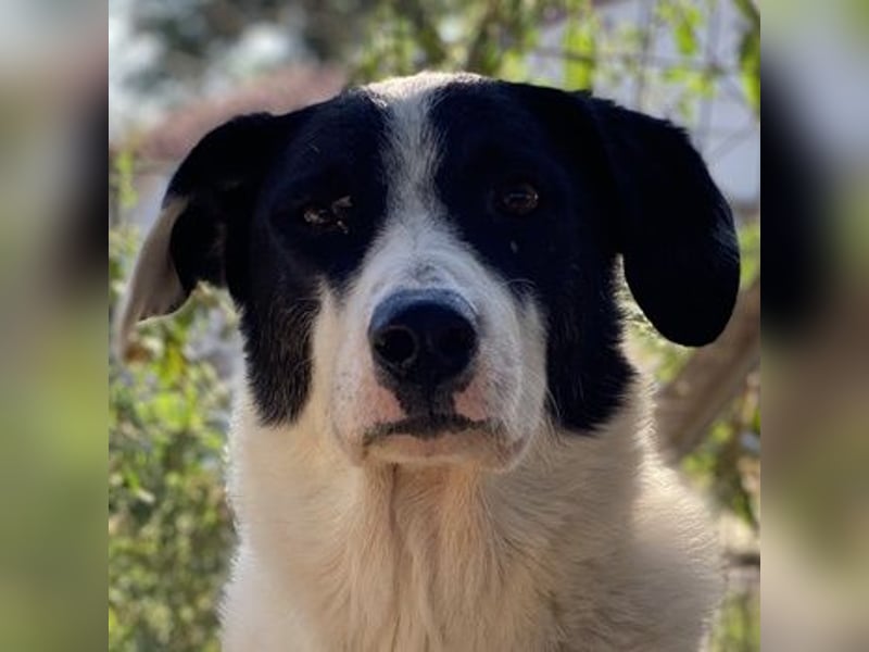 Neville, geb. ca. 03/2019, lebt in GRIECHENLAND, im städt. Tierheim Serres