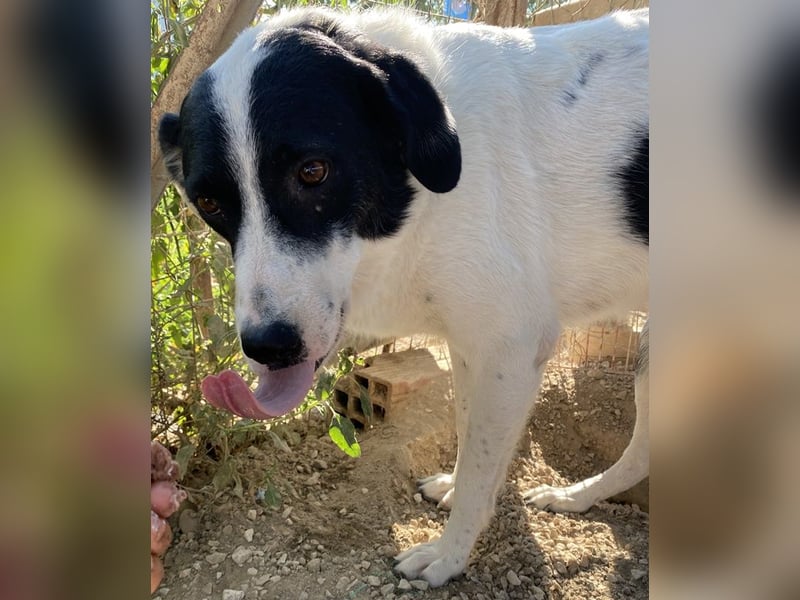 Neville, geb. ca. 03/2019, lebt in GRIECHENLAND, im städt. Tierheim Serres