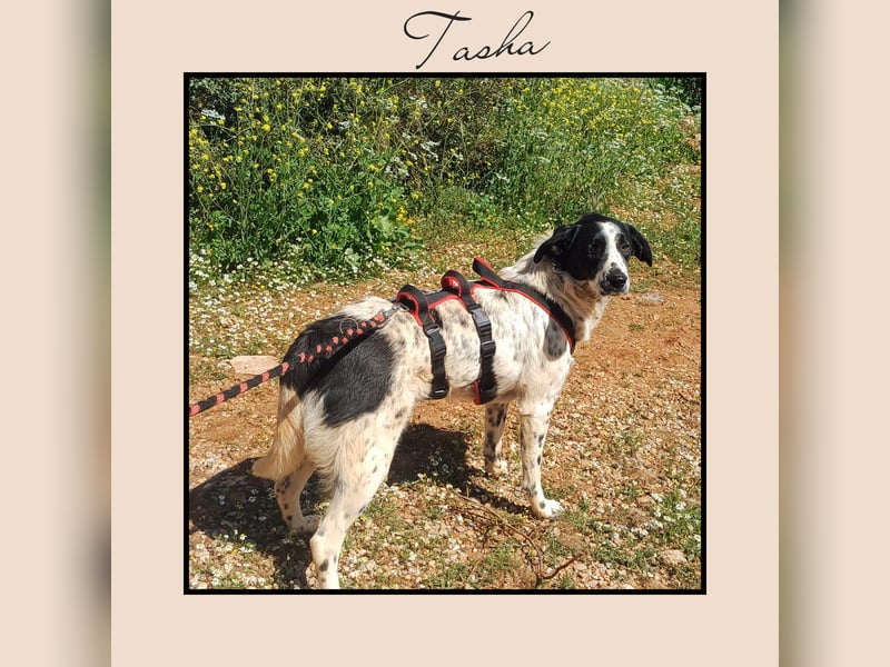 Katzenverträglich, anhänglich u. lieb; das ist TASHA! Wer möchte die liebe Maus gerne kennenlernen?