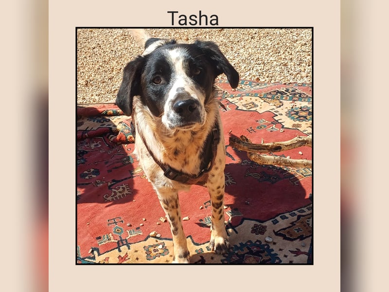 Katzenverträglich, anhänglich u. lieb; das ist TASHA! Wer möchte die liebe Maus gerne kennenlernen?