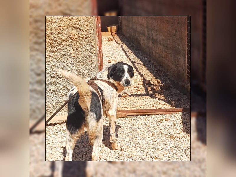 Katzenverträglich, anhänglich u. lieb; das ist TASHA! Wer möchte die liebe Maus gerne kennenlernen?