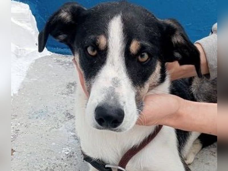 Naira, wartet schon so lange im Tierheim