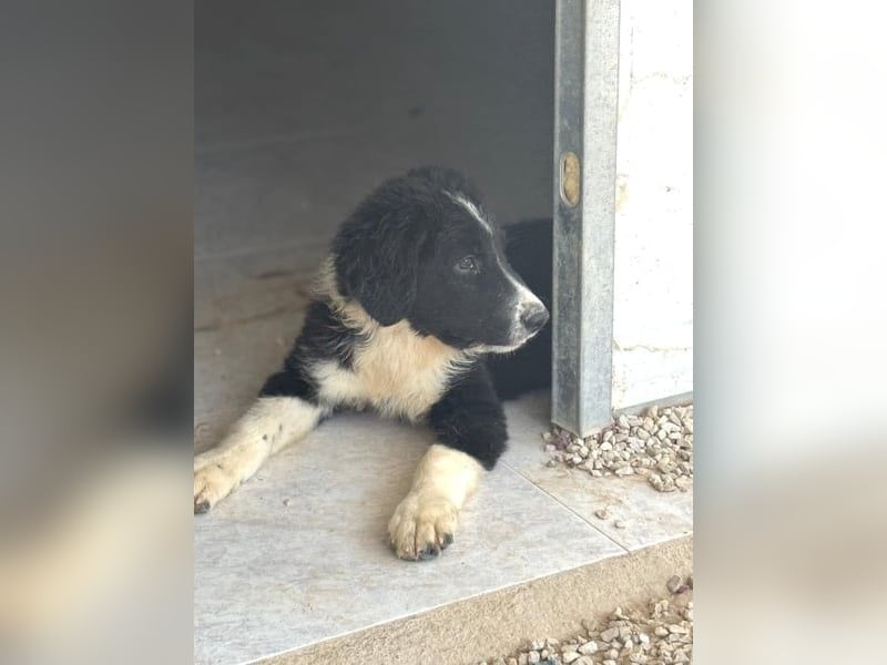 Guapa , sucht ihr Für-immer Körbchen