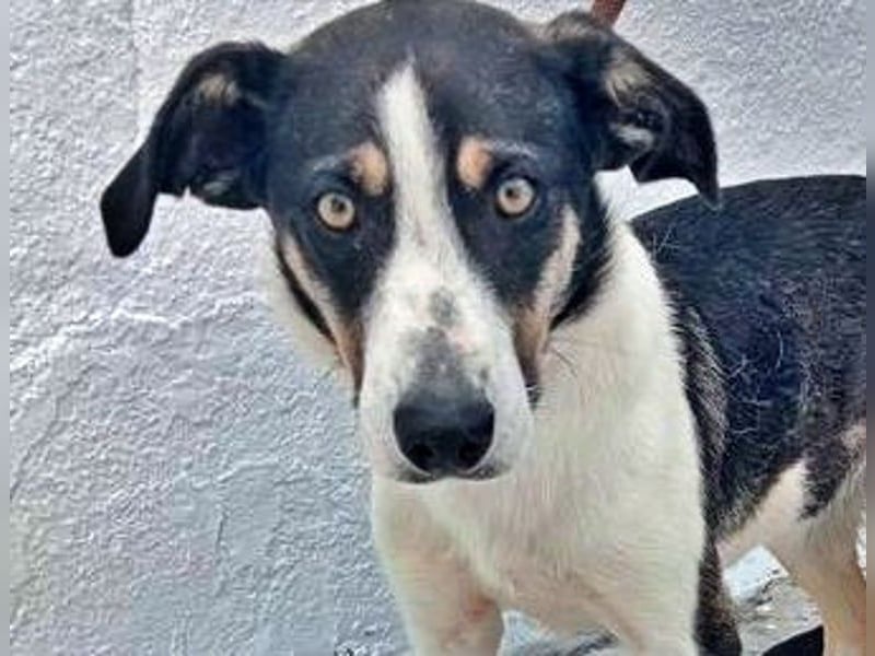 Naira, wartet schon so lange im Tierheim