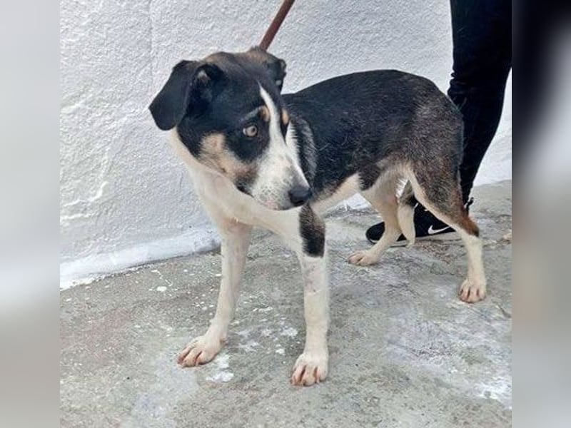 Naira, wartet schon so lange im Tierheim