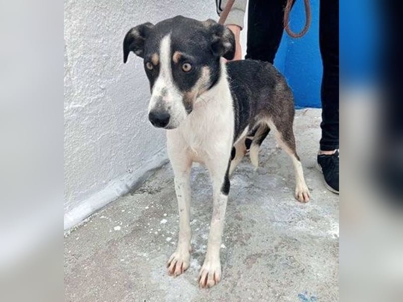 Naira, wartet schon so lange im Tierheim
