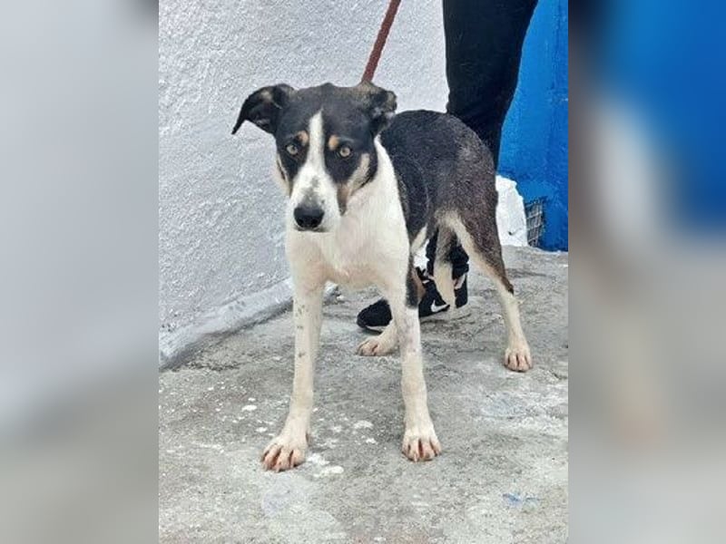 Naira, wartet schon so lange im Tierheim