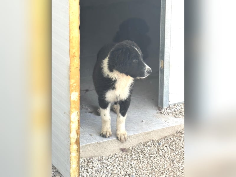 Guapa, auf der Suche nach einem Zuhause
