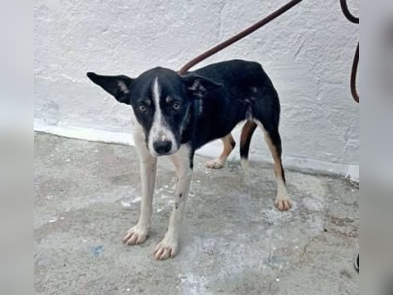 Sarabi, sucht ein ruhiges Plätzchen