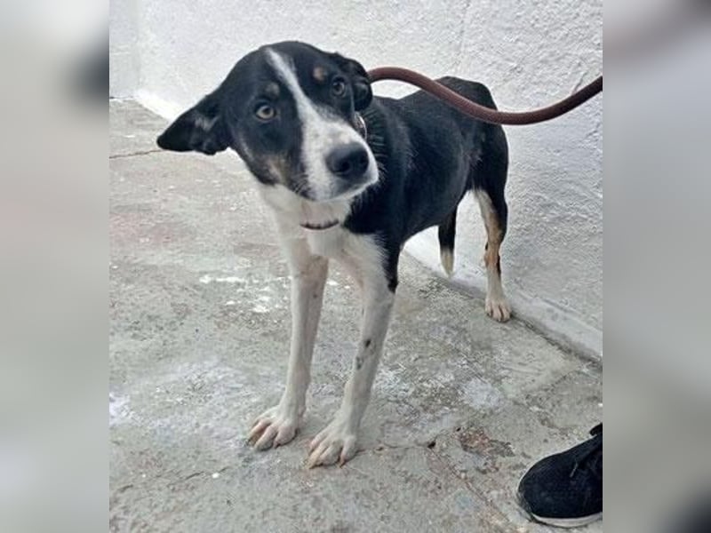 Sarabi, sucht ein ruhiges Plätzchen