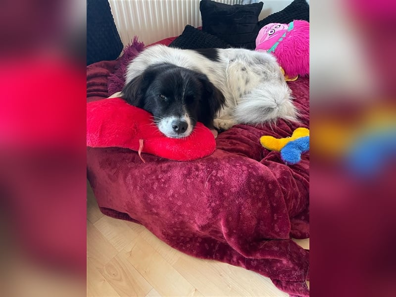 Lola - lebensfroh und verschmust