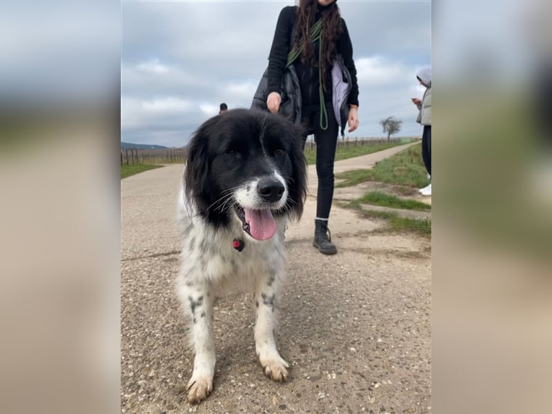 Lola - lebensfroh und verschmust