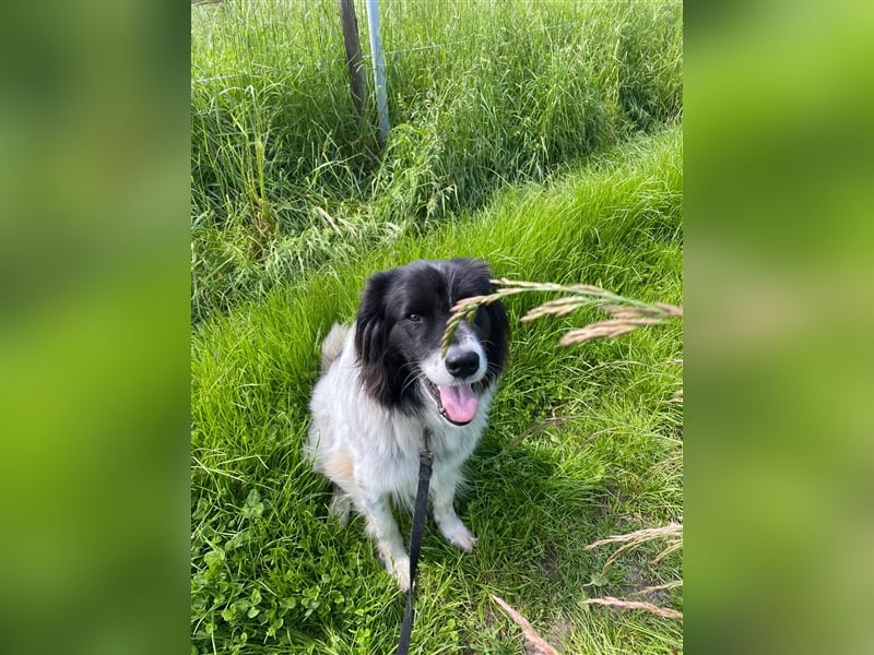 Lola - lebensfroh und verschmust