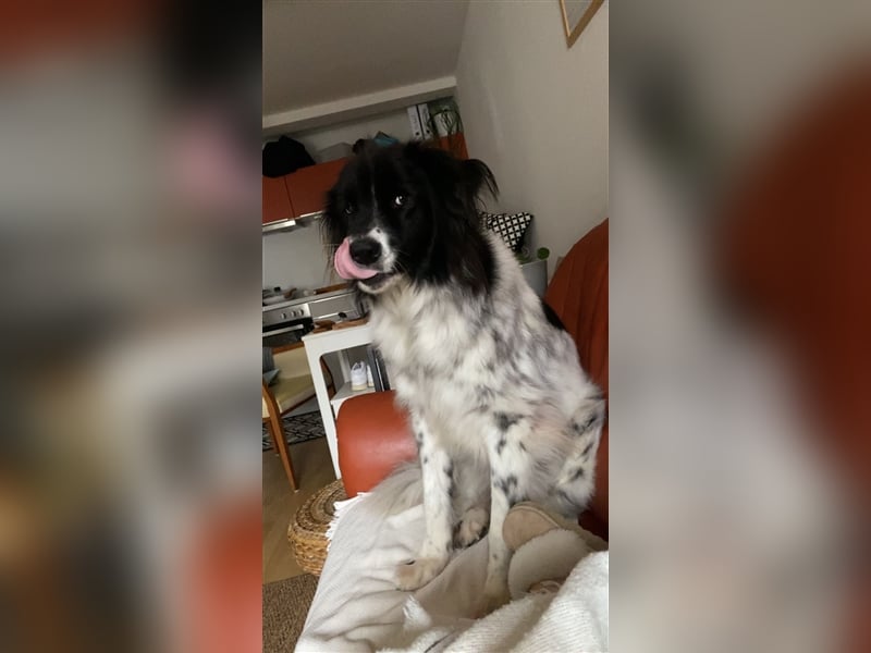 Lola - lebensfroh und verschmust