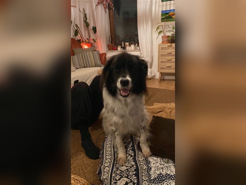 Lola - lebensfroh und verschmust