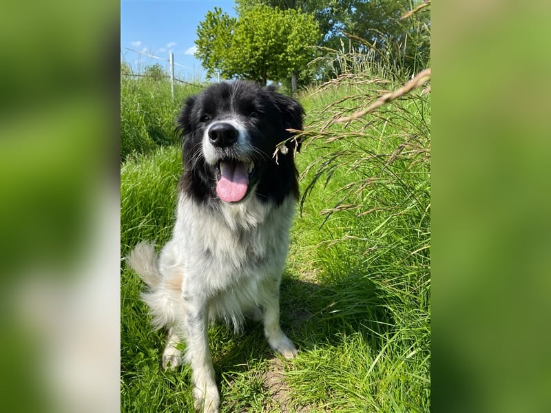 Lola - lebensfroh und verschmust