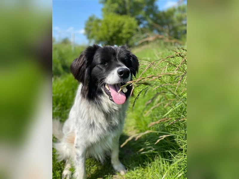Lola - lebensfroh und verschmust