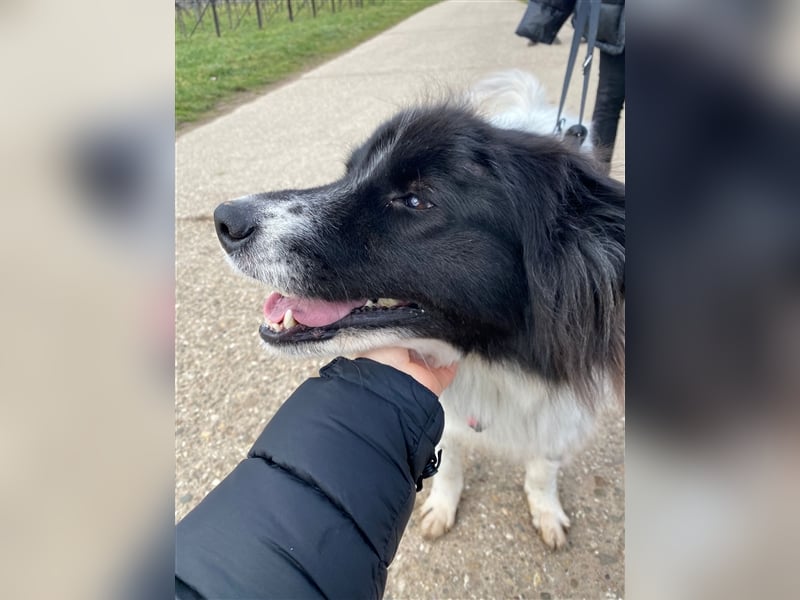 Lola - lebensfroh und verschmust