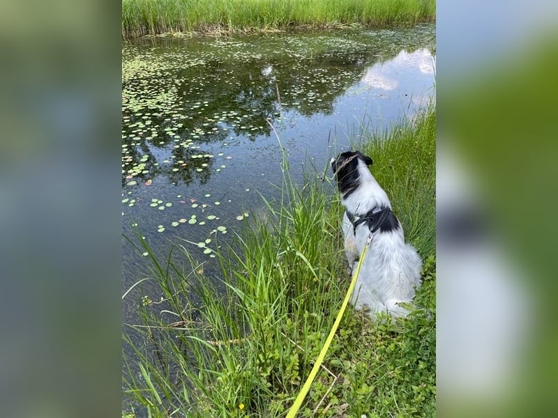 Lola - lebensfroh und verschmust