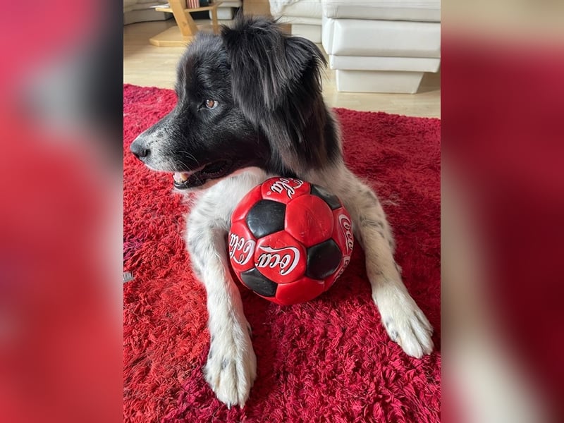 Lola - lebensfroh und verschmust