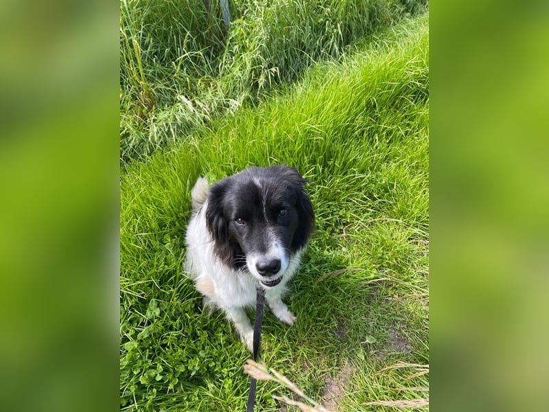 Lola - lebensfroh und verschmust