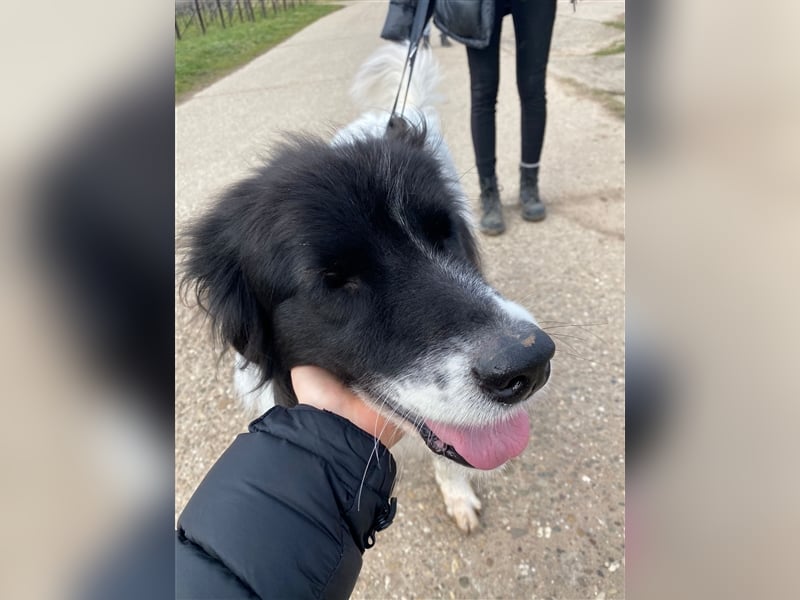 Lola - lebensfroh und verschmust