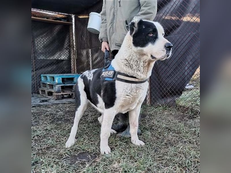 MONA, ruhiger menschenbezogener Herdenschutzhund (2 VIDEOS)