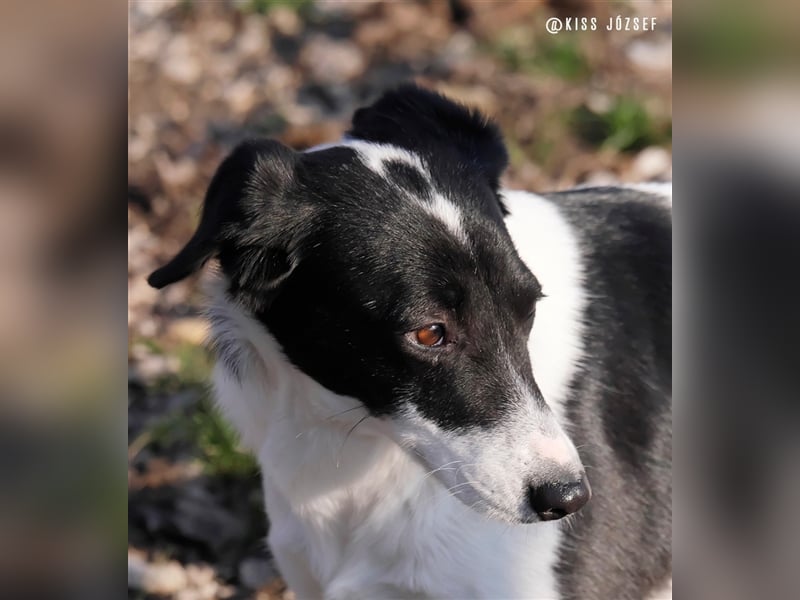 Die schüchterne Zseda sucht einfühlsame Menschen mit nette Hunden !