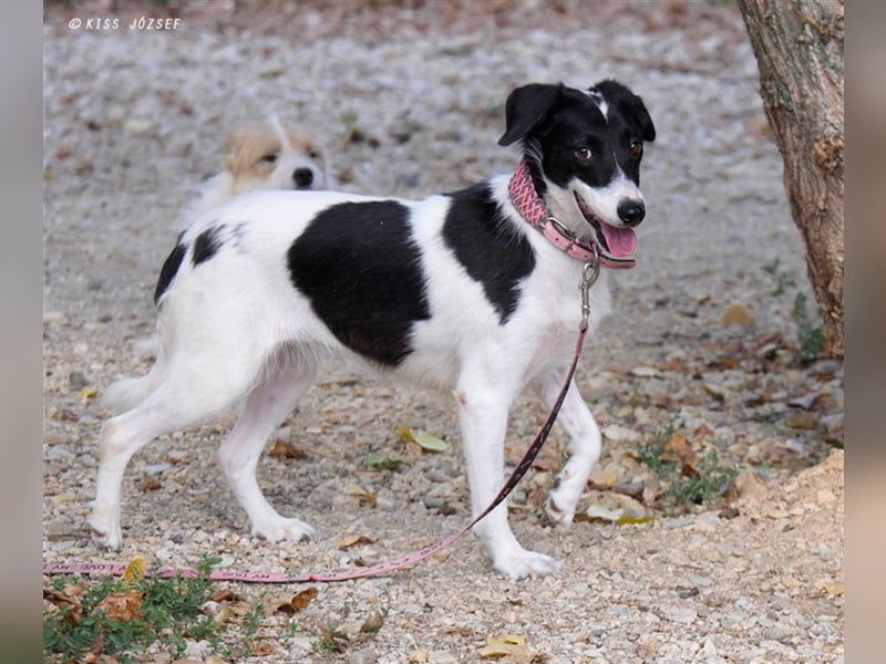 Die schüchterne Zseda sucht einfühlsame Menschen mit nette Hunden !