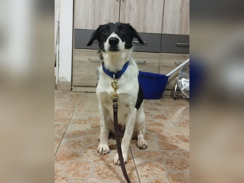 Die schüchterne Zseda sucht einfühlsame Menschen mit nette Hunden !