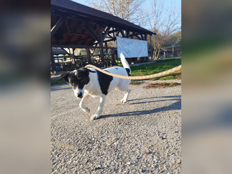 Die schüchterne Zseda sucht einfühlsame Menschen mit nette Hunden !