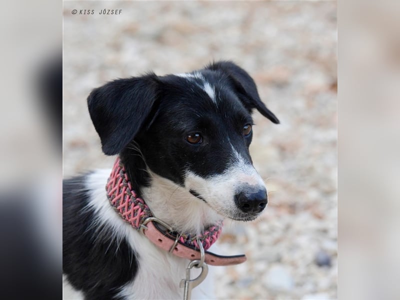 Die schüchterne Zseda sucht einfühlsame Menschen mit nette Hunden !