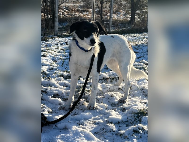 Die schüchterne Zseda sucht einfühlsame Menschen mit nette Hunden !