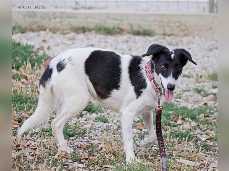 Die schüchterne Zseda sucht einfühlsame Menschen mit nette Hunden !