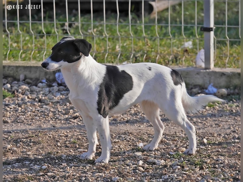 Die schüchterne Zseda sucht einfühlsame Menschen mit nette Hunden !