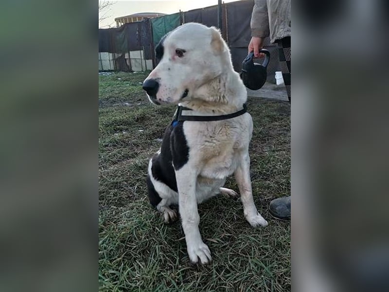 MONA, ruhiger menschenbezogener Herdenschutzhund (2 VIDEOS)