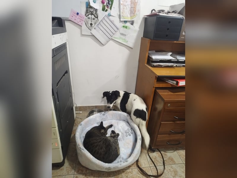 Die schüchterne Zseda sucht einfühlsame Menschen mit nette Hunden !
