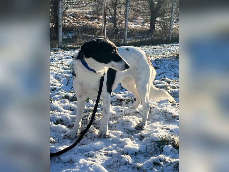 Die schüchterne Zseda sucht einfühlsame Menschen mit nette Hunden !