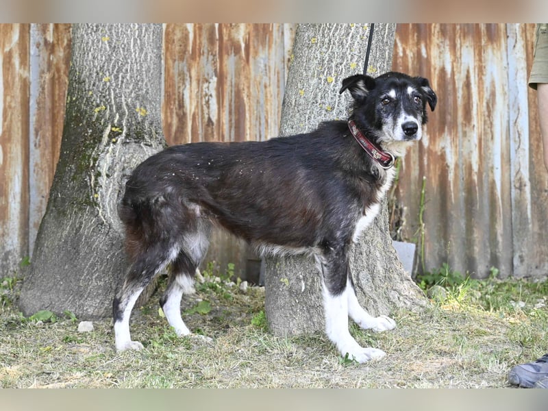 Hetti SI – Hundeomi sucht Gnadenplatz