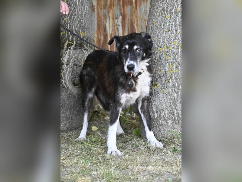 Hetti SI – Hundeomi sucht Gnadenplatz