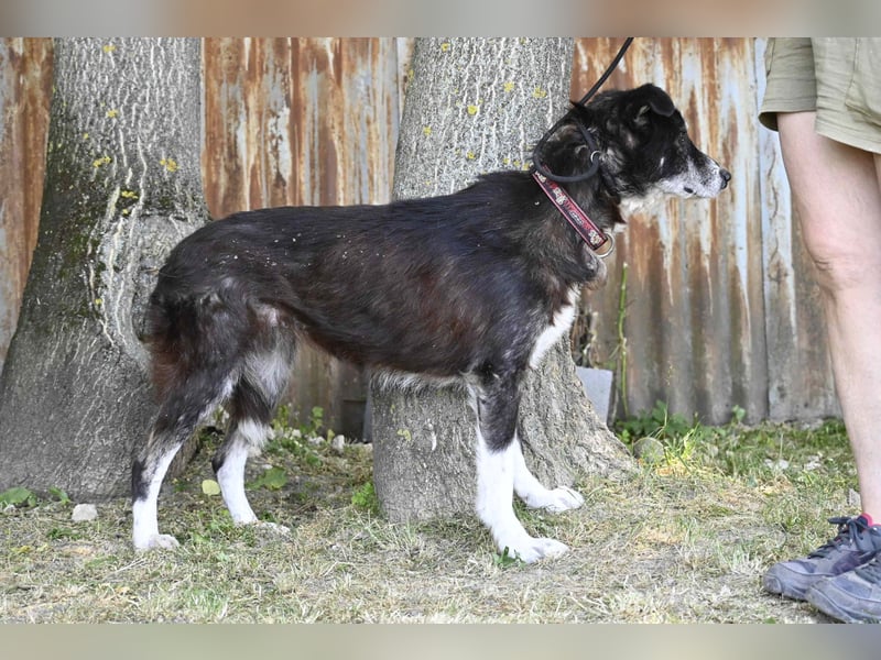Hetti SI – Hundeomi sucht Gnadenplatz