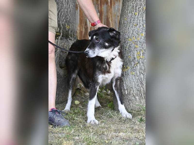 Hetti SI – Hundeomi sucht Gnadenplatz