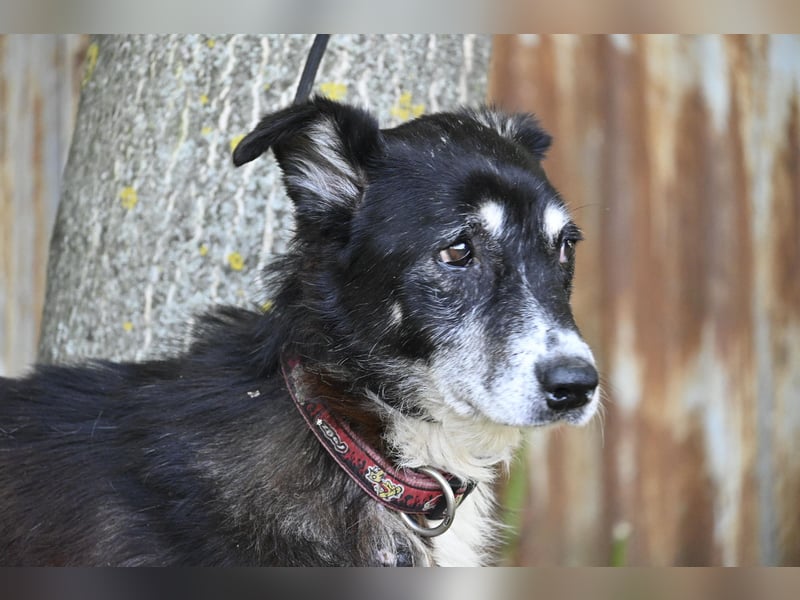 Hetti SI – Hundeomi sucht Gnadenplatz